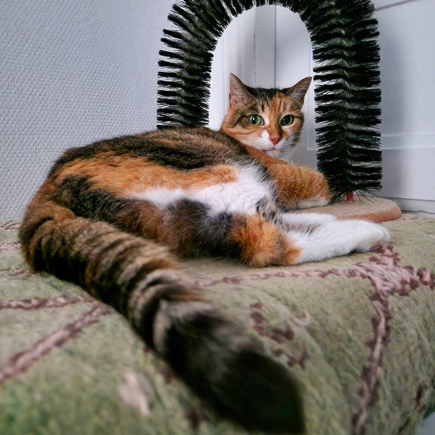 Tamchicht participe au concours pour gagner de l'argent avec cette photo : animal, arch, blanket, brush, calico, cat, closeup, cozy, curious, fur, furniture, green, indoor, looking, pet, relaxed, resting, tail, texture, wall