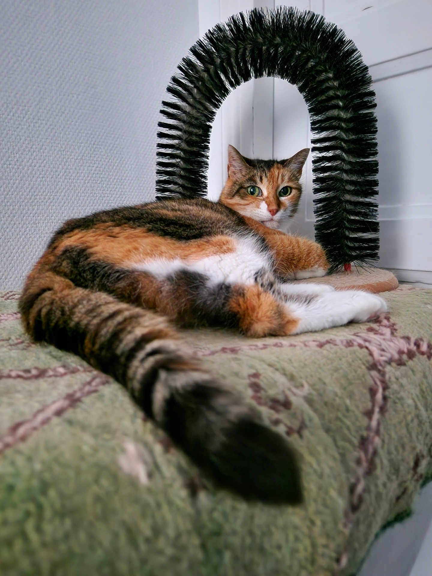 Tamchicht participe au concours pour gagner de l'argent avec cette photo : cat, calico, tail, blanket, indoor, furniture, brush, arch, wall, relaxed, pet, animal, fur, green, texture, closeup, resting, looking, curious, cozy