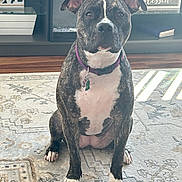 Venus is registered to the contest to win money with this photo: animal, brindle, canine, carpet, collar, decor, dog, domestic_animal, ears, eyes, floor, furniture, home, indoor, living_room, nails, obedient, pet, portrait, sitting