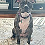 animal, brindle, canine, carpet, collar, decor, dog, domestic_animal, ears, eyes, floor, furniture, home, indoor, living_room, nails, obedient, pet, portrait, sitting