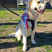 Azur a rejoint le concours — aidez-le/la à gagner de superbes lots ! dog, golden_retriever, pet, animal, sitting, rosette, award, ribbon, leash, harness, outdoor, sunlight, grass, yard, fence, kennel, trees, blue_sky, portrait, happy