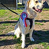 dog, golden_retriever, pet, animal, sitting, rosette, award, ribbon, leash, harness, outdoor, sunlight, grass, yard, fence, kennel, trees, blue_sky, portrait, happy