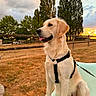 Azur participe au concours pour gagner de l'argent avec cette photo : dog, golden_retriever, pet, animal, sitting, harness, outdoor, sunset, sunny, park, fence, trees, grass, yard, chair, portrait, fur, floppy_ears, open_mouth, tongue