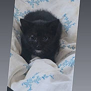 Chipie a rejoint le concours — aidez-le/la à gagner de superbes lots ! adorable, animal, bed, black_cat, blanket, blue_flower_pattern, cozy, curious, cute, domestic_cat, feline, fur, indoor, kitten, looking_up, pet, resting, small, soft, young