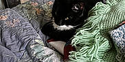 Angel is registered to the contest to win money with this photo: animal, bed, black_cat, blanket, cat, cozy, door, furniture, home, indoor, knitted_blanket, pet, quilt, relaxing, resting, soft_texture, warm_lighting, whiskers, white_cat, yellow_eyes