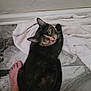 Snickers joined the competition — help win amazing prizes! cat, tortoiseshell_cat, floor, tile, towel, barefoot, foot, indoor, pet, animal, looking_up, curious, domestic_cat, feline, whiskers, ears, fur, home, relaxed, companion