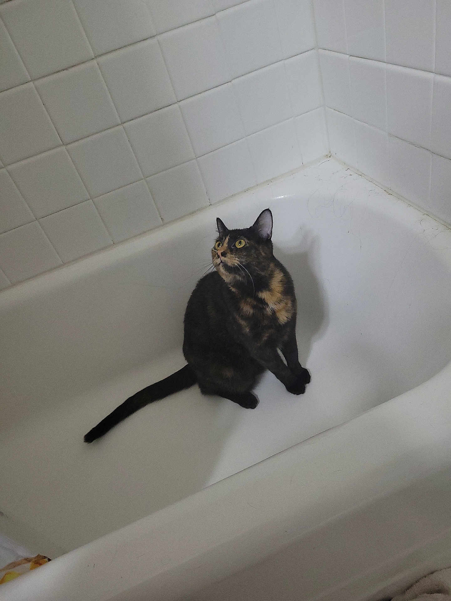 Snickers is registered to the contest to win money with this photo: cat, tortoiseshell_cat, bathtub, bathroom, tiles, white, pet, animal, curious, sitting, indoor, feline, looking_up, clean, corner, shadow, whiskers, ears, yellow_eyes, tail