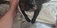 Snickers is registered to the contest to win money with this photo: cat, tortoiseshell_cat, sleeping, towel, bare_foot, legs, floor, tile_floor, human, relaxation, indoor, cozy, home, animal, pet, fur, whiskers, resting, comfort, casual_clothing