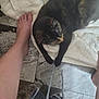 cat, tortoiseshell_cat, sleeping, towel, bare_foot, legs, floor, tile_floor, human, relaxation, indoor, cozy, home, animal, pet, fur, whiskers, resting, comfort, casual_clothing