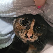 Snickers is registered to the contest to win money with this photo: cat, tortoiseshell, close_up, pet, animal, face, blanket, cozy, indoor, fur, whiskers, eyes, nose, soft_light, pattern, comfort, resting, cute, domestic_animal, snuggle