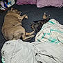 Snickers is registered to the contest to win money with this photo: dog, cat, bed, pillow, blanket, sleeping, resting, indoor, pet, animal, fur, black_bedsheet, brown_dog, tortoiseshell_cat, relaxation, cozy, domestic, furniture, side_table, water_bottle