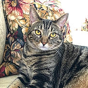 Kahlúa is registered to the contest to win money with this photo: cat, tabby_cat, pet, animal, feline, golden_eyes, striped_fur, cushion, floral_pattern, sofa, indoor, relaxed, close_up, portrait, whiskers, ears, comfort, domestic_animal, cozy, resting