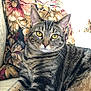 cat, tabby_cat, pet, animal, feline, golden_eyes, striped_fur, cushion, floral_pattern, sofa, indoor, relaxed, close_up, portrait, whiskers, ears, comfort, domestic_animal, cozy, resting