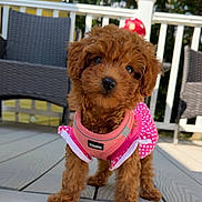 Gigi is registered to the contest to win money with this photo: puppy, dog, pet, pink, polka_dot, outdoor, deck, wooden_floor, curly_hair, cute, animal, small_dog, canine, fence, chair, sunlight, daylight, curious, tilted_head, adorable