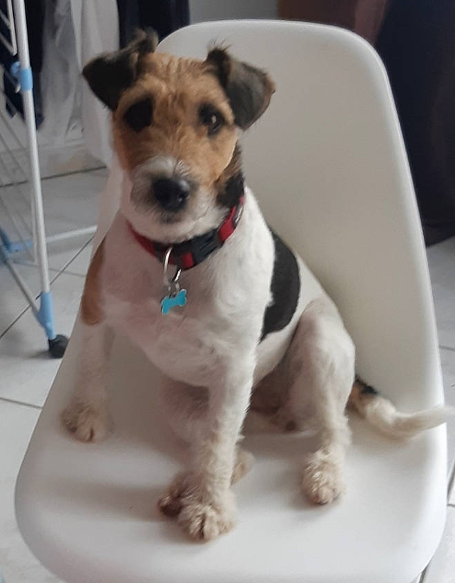 Louane a rejoint le concours — aidez-le/la à gagner de superbes lots ! brazilian_terrier, canidae, carnivore, chilean_fox_terrier, companion_dog, dog, dog_breed, fox_terrier, jack_russell_terrier, mammal, miniature_fox_terrier, parson_russell_terrier, puppy, rare_breed_dog, russell_terrier, smooth_fox_terrier, snout, terrier, vertebrate, wire_hair_fox_terrier