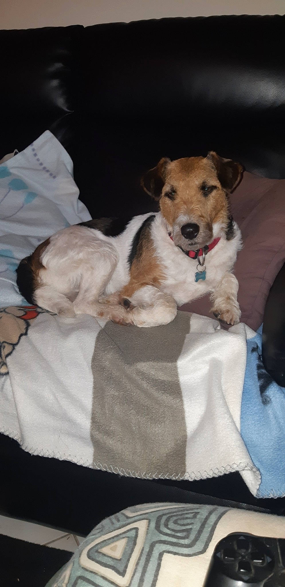 Louane participe au concours pour gagner de l'argent avec cette photo : canidae, carnivore, companion_dog, dog, dog_breed, fox_terrier, jack_russell_terrier, mammal, parson_russell_terrier, puppy, russell_terrier, terrier