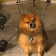 Wolfie is registered to the contest to win money with this photo: dog, pomeranian, indoor, pet, fur, animal, floor, tile, table, legs, brown, cute, small, sitting, looking, eyes, collar, tag, house, home