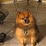 dog, pomeranian, indoor, pet, fur, animal, floor, tile, table, legs, brown, cute, small, sitting, looking, eyes, collar, tag, house, home