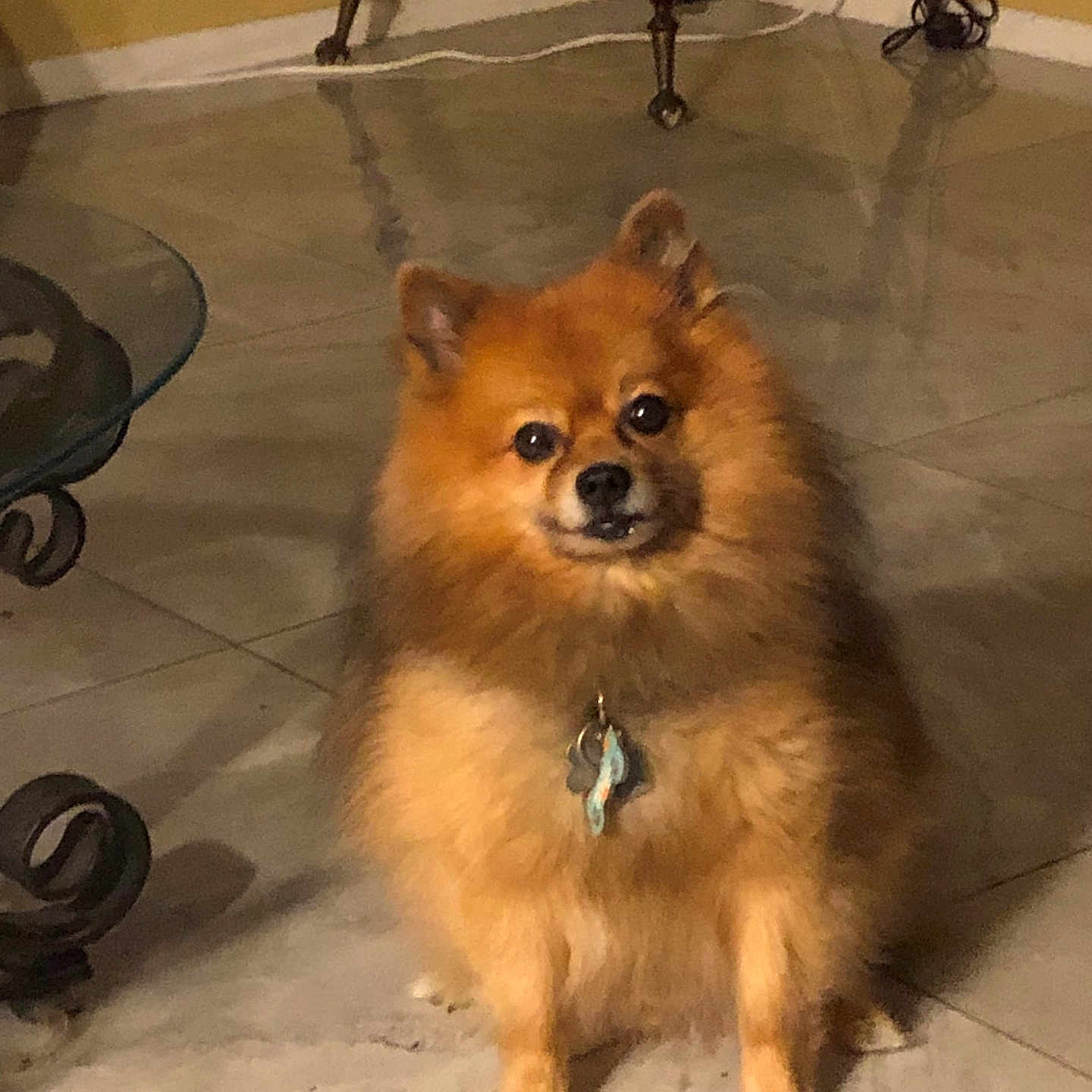 Wolfie is registered to the contest to win money with this photo: animal, brown, collar, cute, dog, eyes, floor, fur, home, house, indoor, legs, looking, pet, pomeranian, sitting, small, table, tag, tile