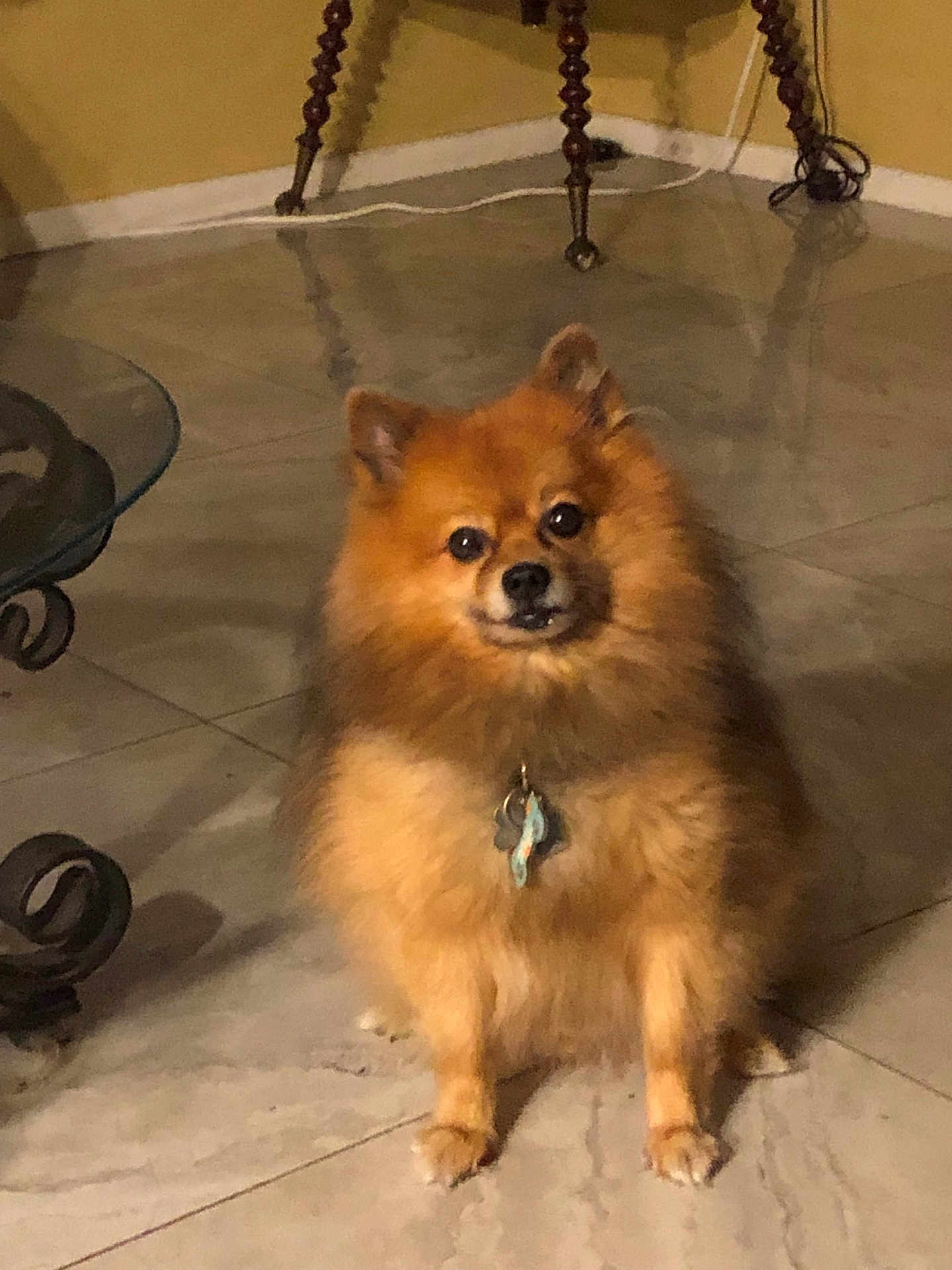 Wolfie is registered to the contest to win money with this photo: dog, pomeranian, indoor, pet, fur, animal, floor, tile, table, legs, brown, cute, small, sitting, looking, eyes, collar, tag, house, home
