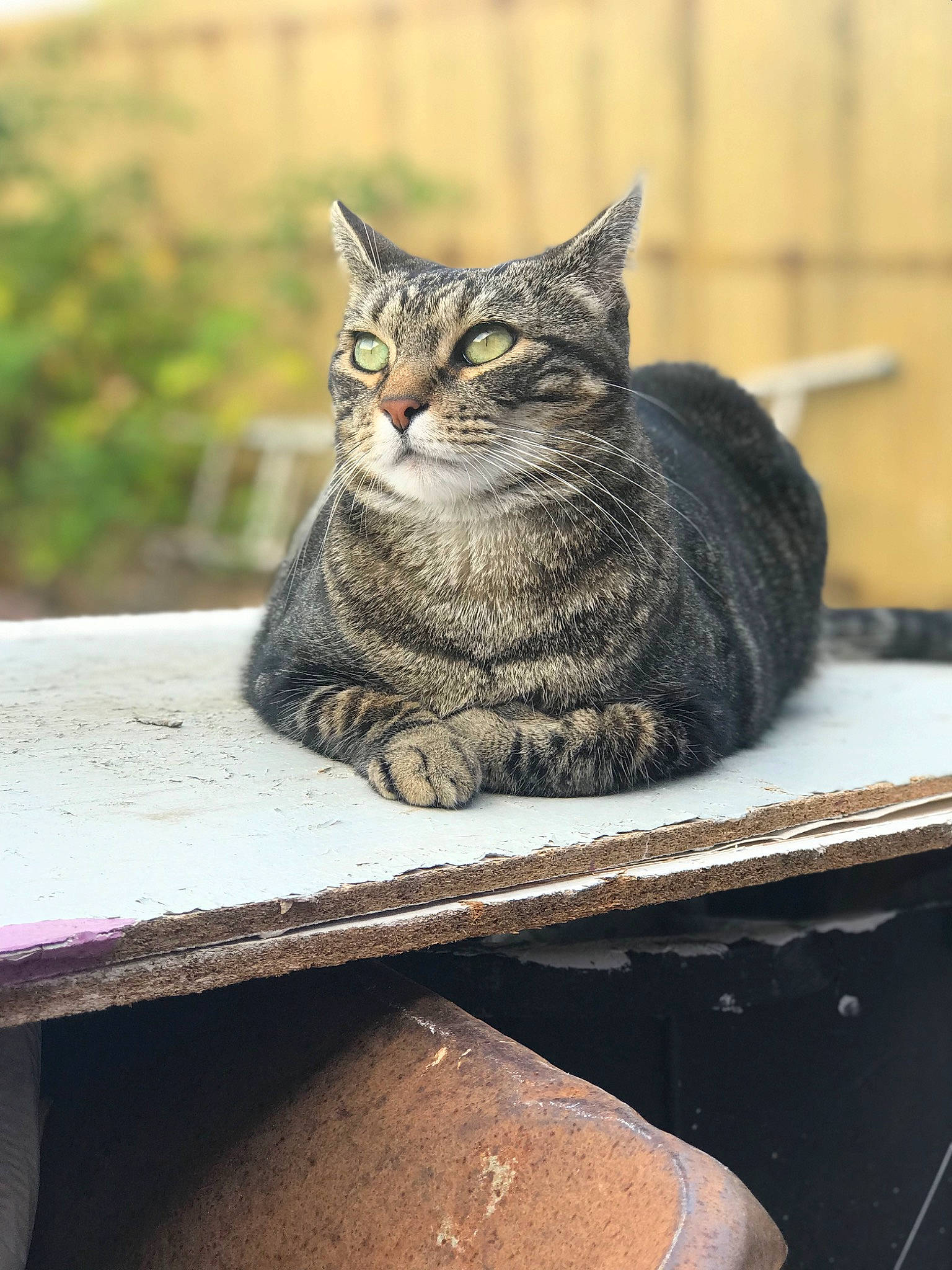 Fauve a rejoint le concours — aidez-le/la à gagner de superbes lots ! carnivore, cat, domestic_short_haired_cat, felidae, fur, grey, rectangle, sitting, small_to_medium_sized_cats, snout, table, tail, terrestrial_animal, whiskers, window, wood