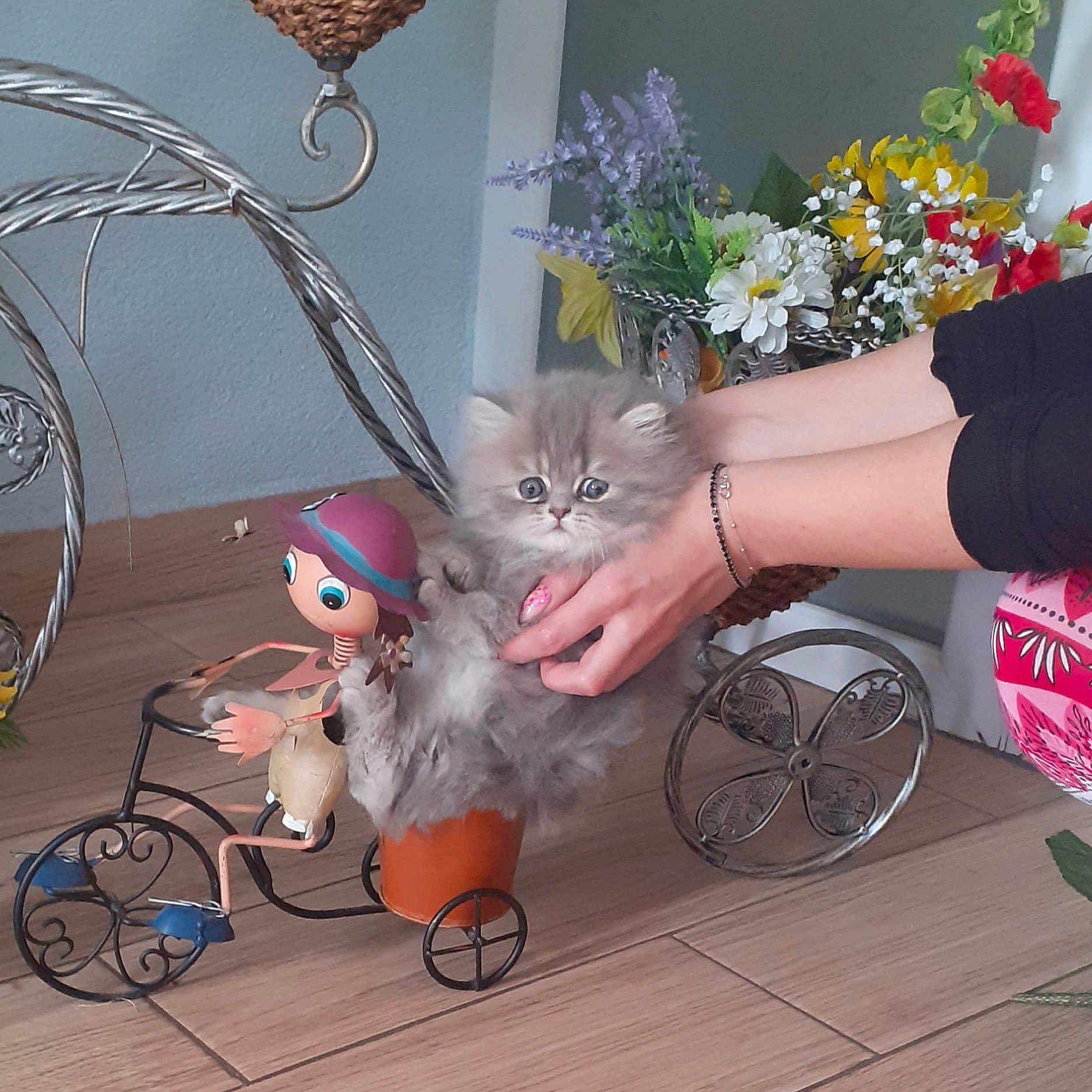 Kidkid a rejoint le concours — aidez-le/la à gagner de superbes lots ! kitten, cat, pet, fluffy, gray, hands, holding, pot, metal_figurine, tricycle, toy, flowers, bouquet, indoor, floor, person, pink_clothing, decor, cute, animal