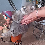 Kidkid participe au concours pour gagner de l'argent avec cette photo : kitten, cat, pet, fluffy, gray, hands, nail_polish, flower_arrangement, decor, wooden_floor, toy_figure, metal, pot, wheels, indoor, cute, small, playful, feline, holding