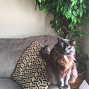Kaiden is registered to the contest to win money with this photo: cat, cat_like_mammal, fur, small_to_medium_sized_cats, whiskers