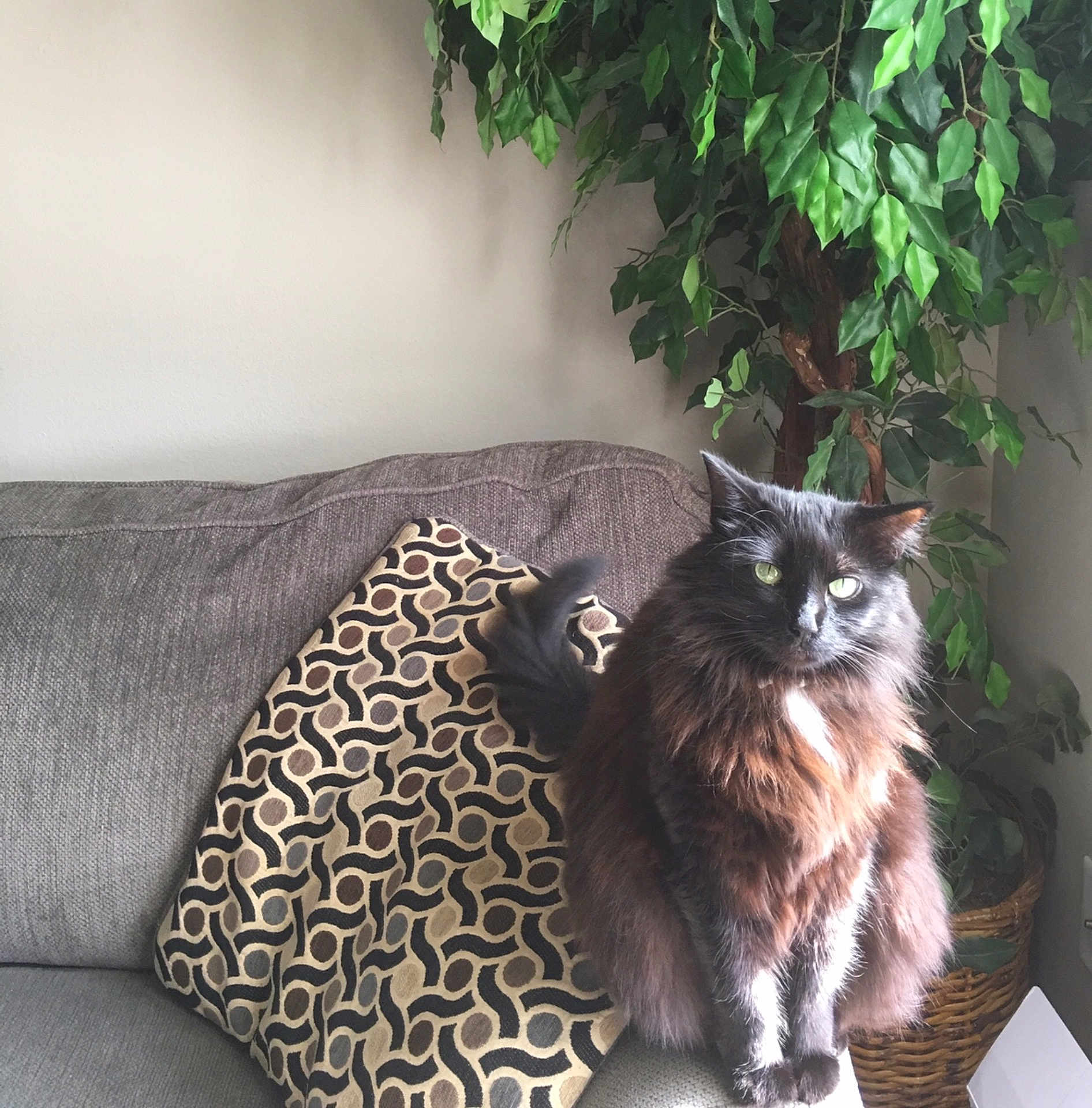 Kaiden is registered to the contest to win money with this photo: cat, cat_like_mammal, fur, small_to_medium_sized_cats, whiskers