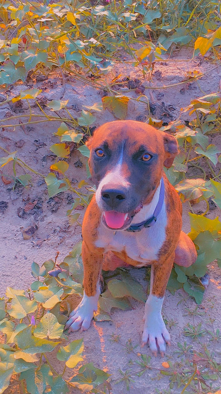 Chanel is registered to the contest to win money with this photo: autumn, canidae, carnivore, collar, companion_dog, dog, dog_breed, dog_collar, fawn, grass, hound, hunting_dog, non_sporting_group, plant, snout, whiskers, working_animal, working_dog