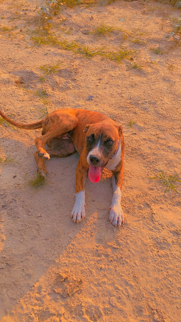 Chanel is registered to the contest to win money with this photo: ball, beach, canidae, carnivore, companion_dog, dog, dog_breed, fawn, fun, hound, landscape, paw, sand, snout, soil, sporting_group, tail, terrestrial_animal, wood, working_animal