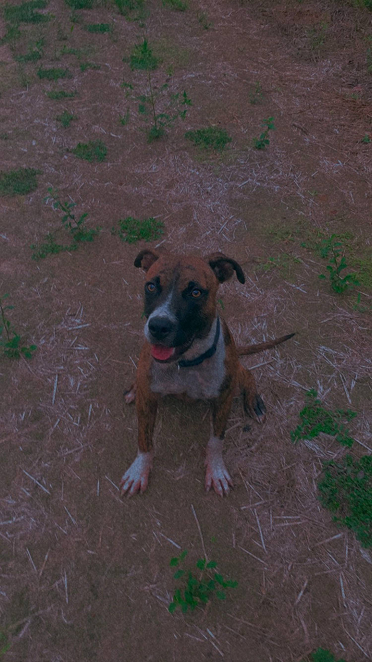 Chanel joined the competition — help win amazing prizes! canidae, carnivore, collar, companion_dog, dog, dog_breed, dog_clothes, dog_supply, grass, hunting_dog, landscape, molosser, non_sporting_group, paw, puppy, soil, tail, working_animal, working_dog