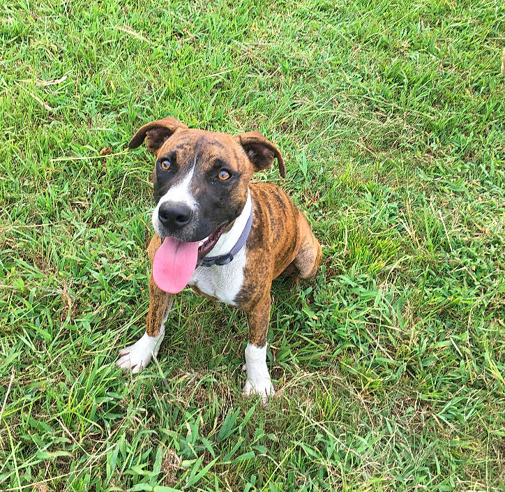 Chanel joined the competition — help win amazing prizes! canidae, carnivore, collar, companion_dog, dog, dog_breed, fawn, grass, grassland, groundcover, hunting_dog, plant, sporting_group, terrestrial_animal, terrestrial_plant, working_animal, working_dog