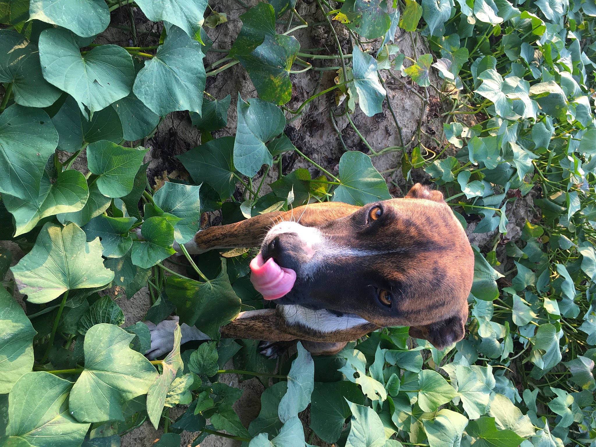 Chanel is registered to the contest to win money with this photo: annual_plant, canidae, carnivore, collar, companion_dog, dog, dog_breed, fawn, grass, groundcover, herb, liver, paw, plant, snout, sporting_group, terrestrial_animal, wildlife, working_animal