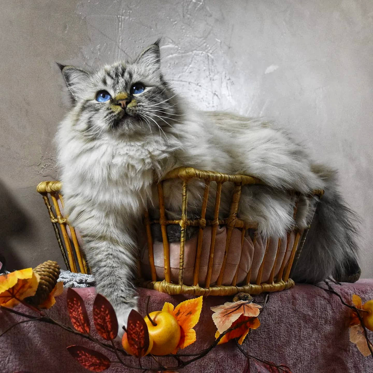 Eclipse a rejoint le concours — aidez-le/la à gagner de superbes lots ! art, british_longhair, calabaza, carnivore, cat, companion_dog, event, fashion_accessory, felidae, fur, maine_coon, persian, photo_caption, ragdoll, small_to_medium_sized_cats, snout, tail, terrestrial_animal, whiskers, yellow