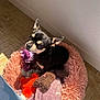 chihuahua, dog, pet_bed, plush_toys, pink_bed, sunlight, indoor, tile_floor, small_dog, black_dog, tan_markings, cute, cozy, animal, companion, resting, furry, ears_up, looking_up, home