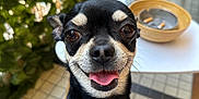 Tiko a rejoint le concours — aidez-le/la à gagner de superbes lots ! dog, chihuahua, pet, animal, paw, tongue, happy, smiling, outdoor, table, cup, ashtray, leafy_wall, tile_floor, chair, person_leg, close_up, black_and_white, small_dog, cute