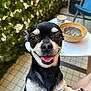 dog, chihuahua, pet, animal, paw, tongue, happy, smiling, outdoor, table, cup, ashtray, leafy_wall, tile_floor, chair, person_leg, close_up, black_and_white, small_dog, cute