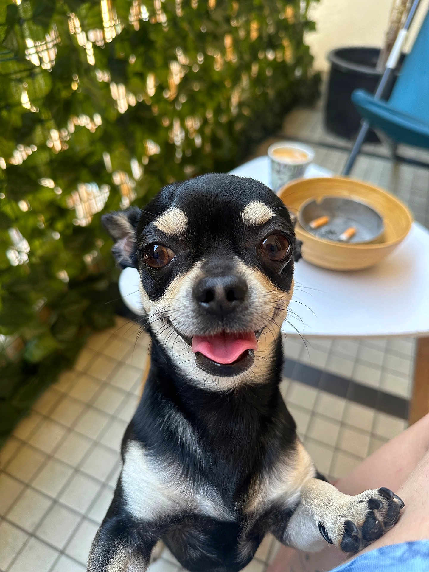 Tiko a rejoint le concours — aidez-le/la à gagner de superbes lots ! dog, chihuahua, pet, animal, paw, tongue, happy, smiling, outdoor, table, cup, ashtray, leafy_wall, tile_floor, chair, person_leg, close_up, black_and_white, small_dog, cute