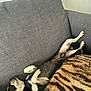 Tiko a rejoint le concours — aidez-le/la à gagner de superbes lots ! dog, couch, blanket, gray, relaxed, lying_down, pet, fur, indoor, resting, cozy, animal, paw, sleeping, comfortable, household, canine, domestic, companion, furniture