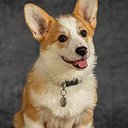 Archi a rejoint le concours — aidez-le/la à gagner de superbes lots ! animal, canine, collar, corgi, cute, dog, domestic_animal, ears, fluffy, friendly, fur, happy, pet, portrait, puppy, sitting, smiling, tag, tongue, young