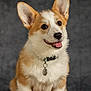 animal, canine, collar, corgi, cute, dog, domestic_animal, ears, fluffy, friendly, fur, happy, pet, portrait, puppy, sitting, smiling, tag, tongue, young