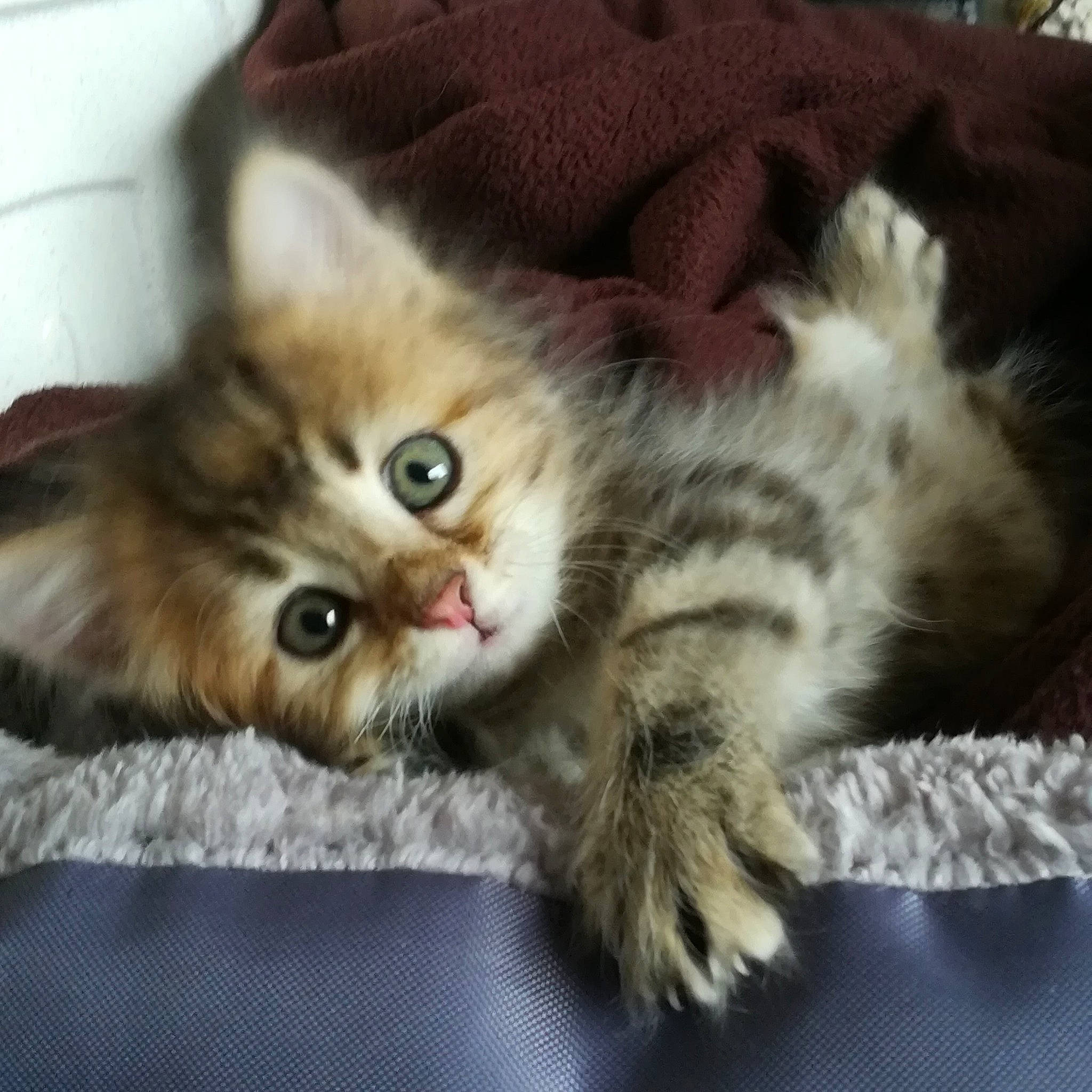 Misti a rejoint le concours — aidez-le/la à gagner de superbes lots ! asian, british_longhair, british_semi_longhair, carnivore, cat, domestic_long_haired_cat, felidae, fur, kitten, maine_coon, mammal, napoleon_cat, norwegian_forest_cat, pixie_bob, ragamuffin, siberian, small_to_medium_sized_cats, tabby_cat, vertebrate, whiskers