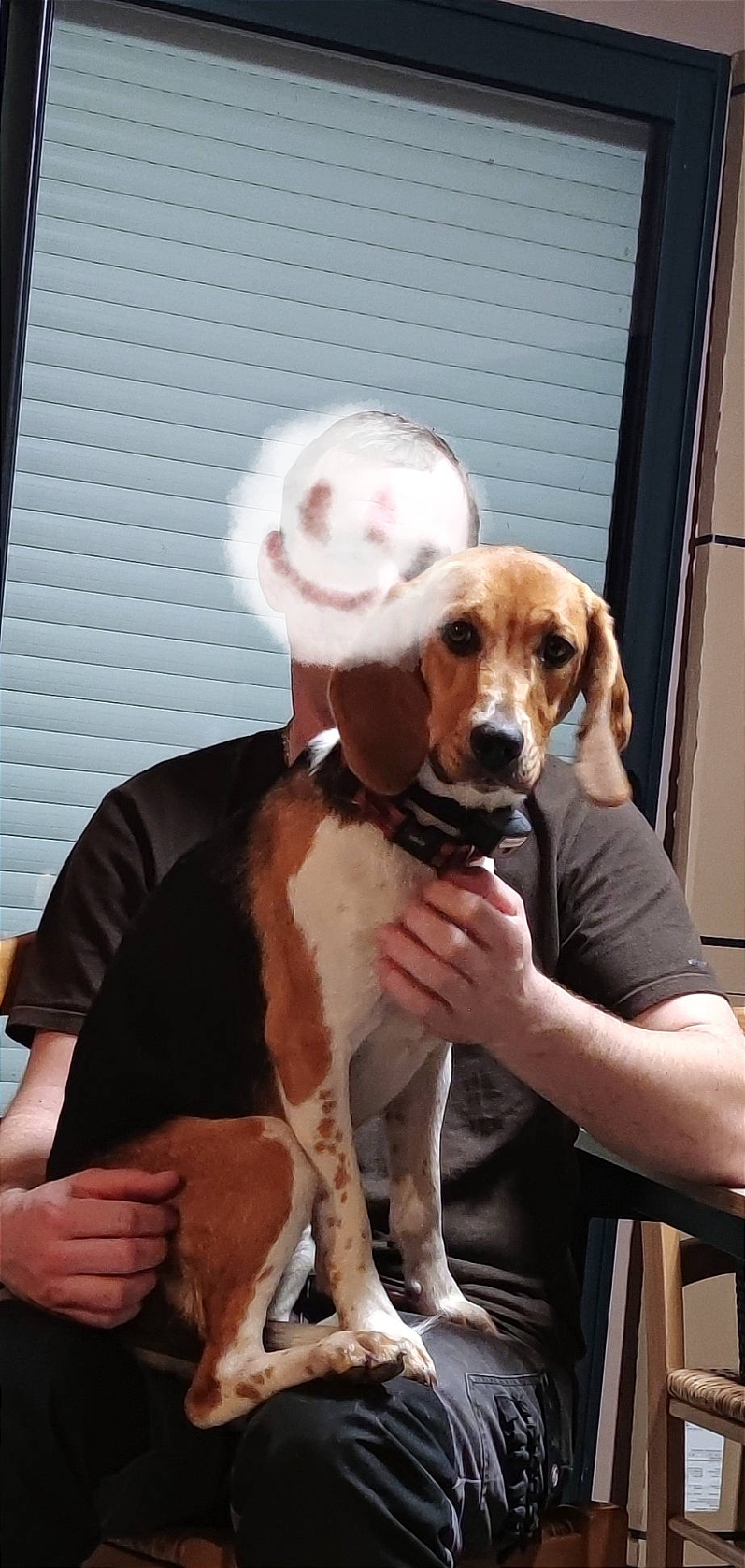 Samba participe au concours pour gagner de l'argent avec cette photo : beagle, beagle_harrier, carnivore, chair, collar, companion_dog, dog, dog_breed, dog_collar, dog_supply, fawn, fur, hound, leash, liver, puppy_love, scent_hound, snout, sporting_group, working_animal