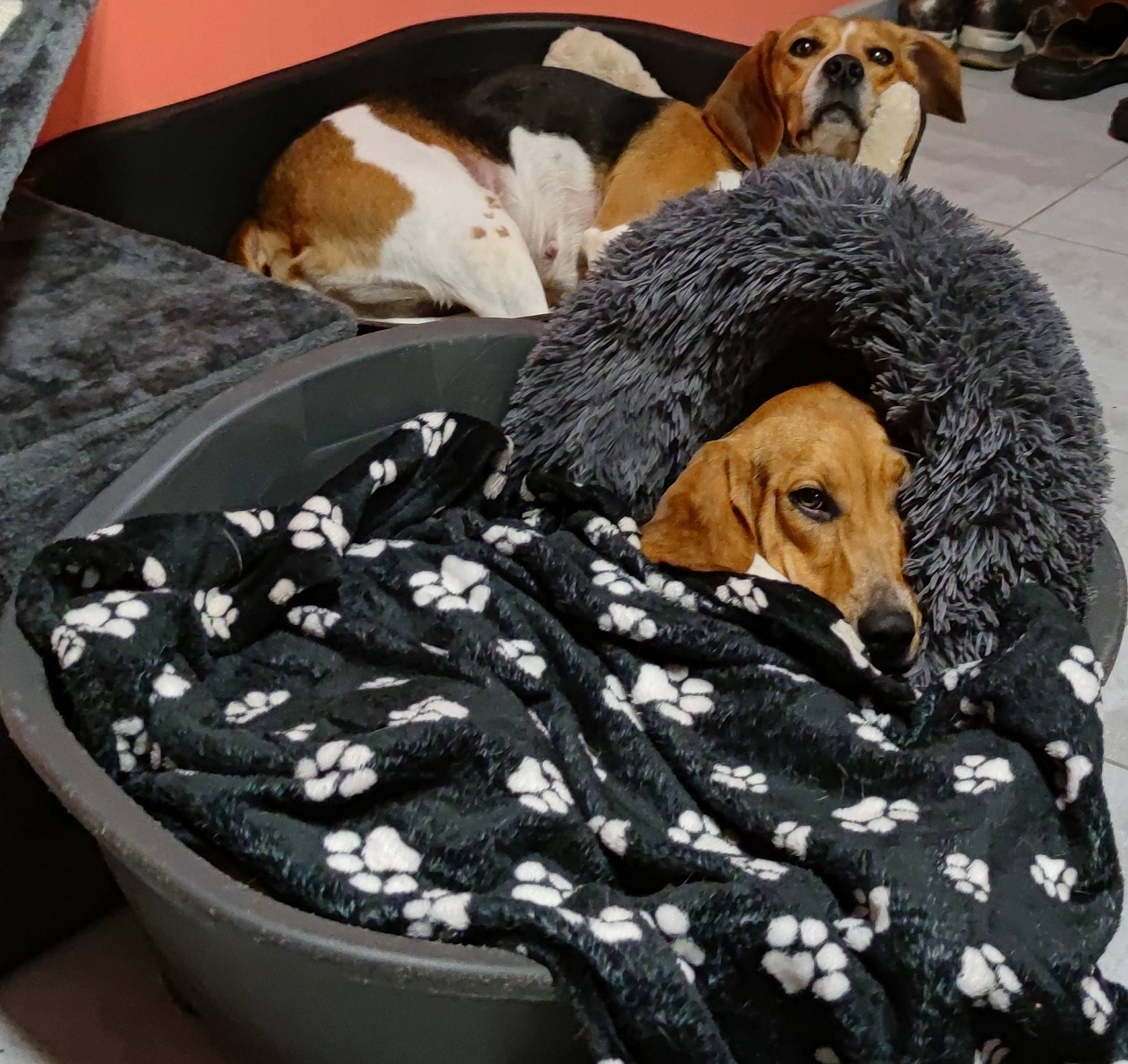 Samba a rejoint le concours — aidez-le/la à gagner de superbes lots ! bed, bedding, blanket, canidae, carnivore, comfort, companion_dog, dog, dog_breed, dog_supply, fawn, fur, linens, nap, pattern, room, scent_hound, sporting_group, studio_couch, working_animal