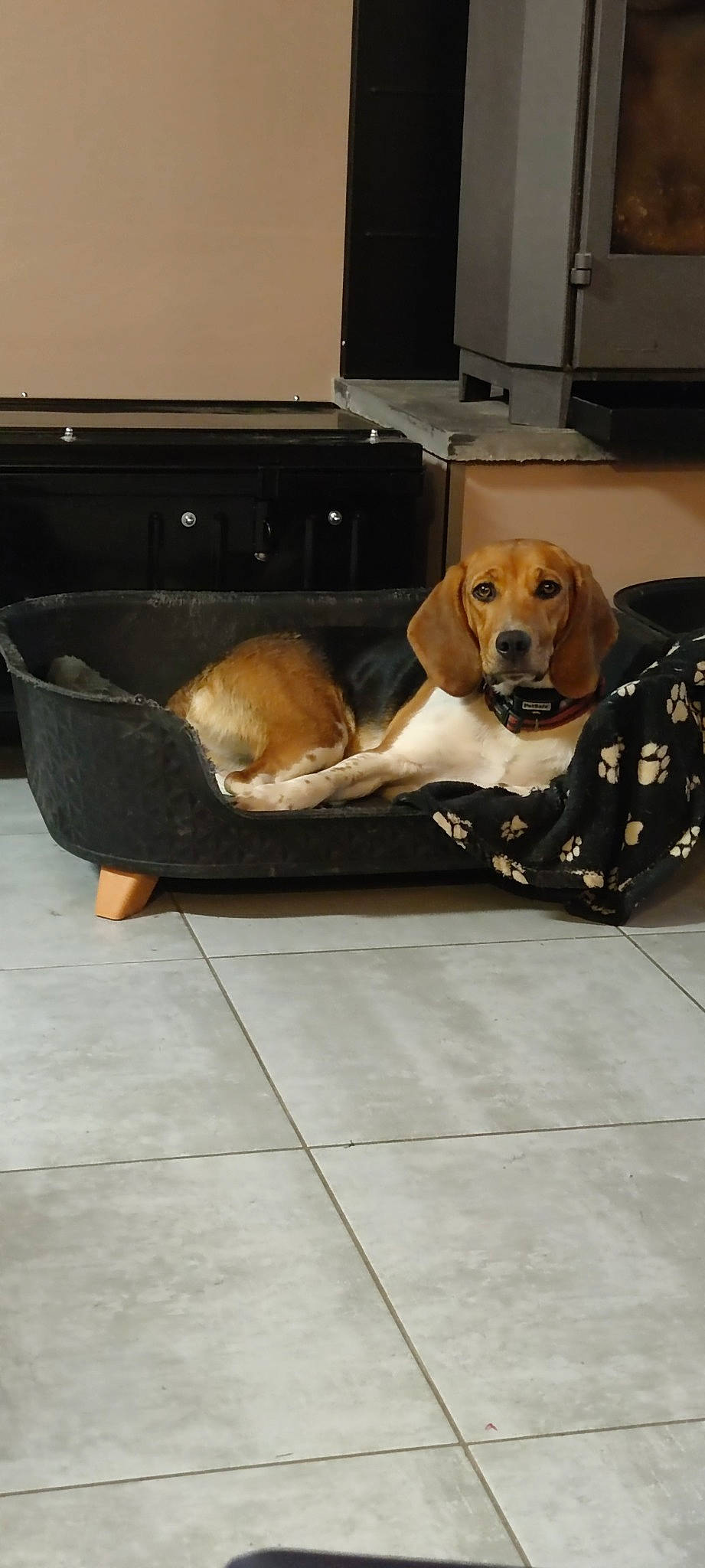 Samba a rejoint le concours — aidez-le/la à gagner de superbes lots ! carnivore, chair, comfort, companion_dog, couch, dog, dog_breed, dog_supply, fawn, floor, flooring, fur, hardwood, pet_supply, room, scent_hound, sporting_group, studio_couch, wood, working_animal