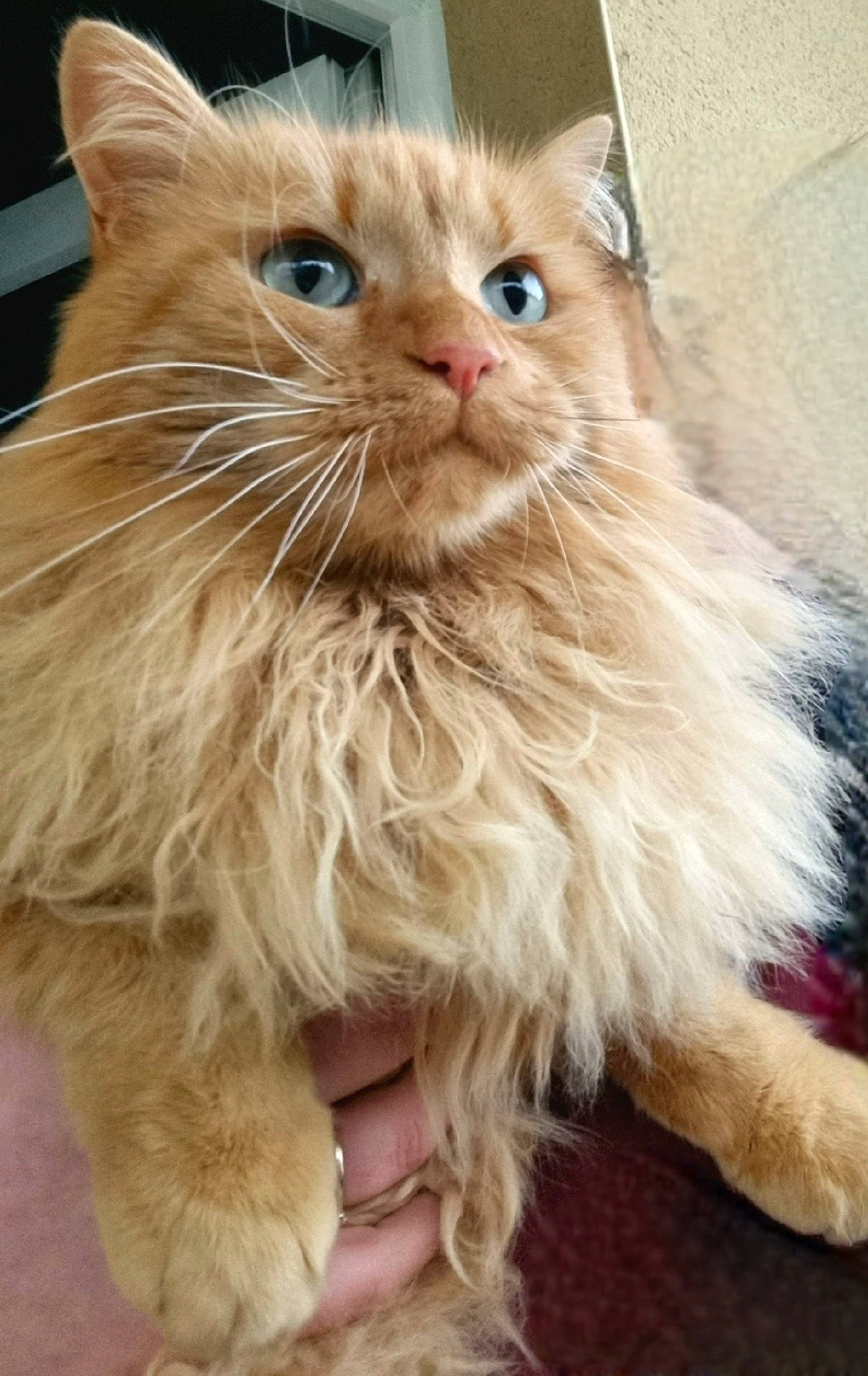 Scoubidou participe au concours pour gagner de l'argent avec cette photo : box, british_longhair, carnivore, cat, claw, fawn, felidae, fur, maine_coon, small_to_medium_sized_cats, snout, terrestrial_animal, whiskers, window