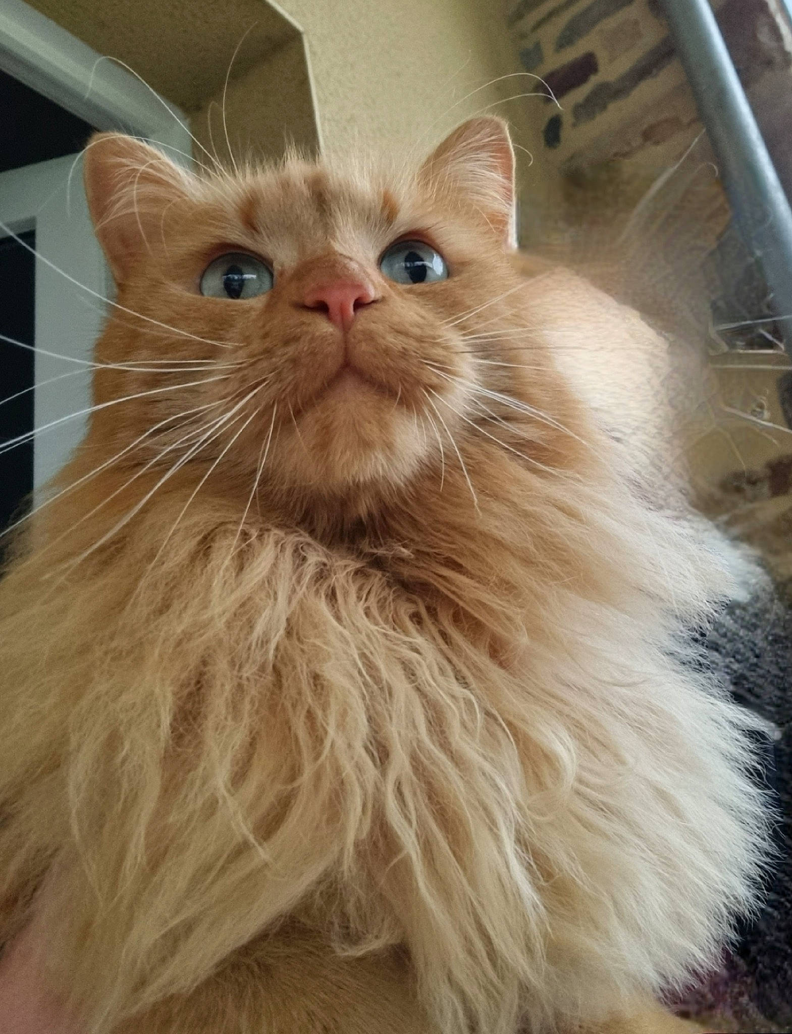 Scoubidou participe au concours pour gagner de l'argent avec cette photo : british_longhair, carnivore, cat, fawn, felidae, fur, maine_coon, small_to_medium_sized_cats, snout, terrestrial_animal, whiskers, window