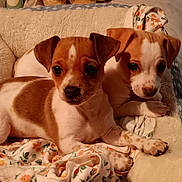 Dora Dottie joined the competition — help win amazing prizes! animal, blanket, brown_and_white, close_up, companion, cozy, cute, cute_pets, dog, domestic, floral_pattern, fur, indoors, laying_down, pet, puppy, snuggle, soft, two_dogs, young