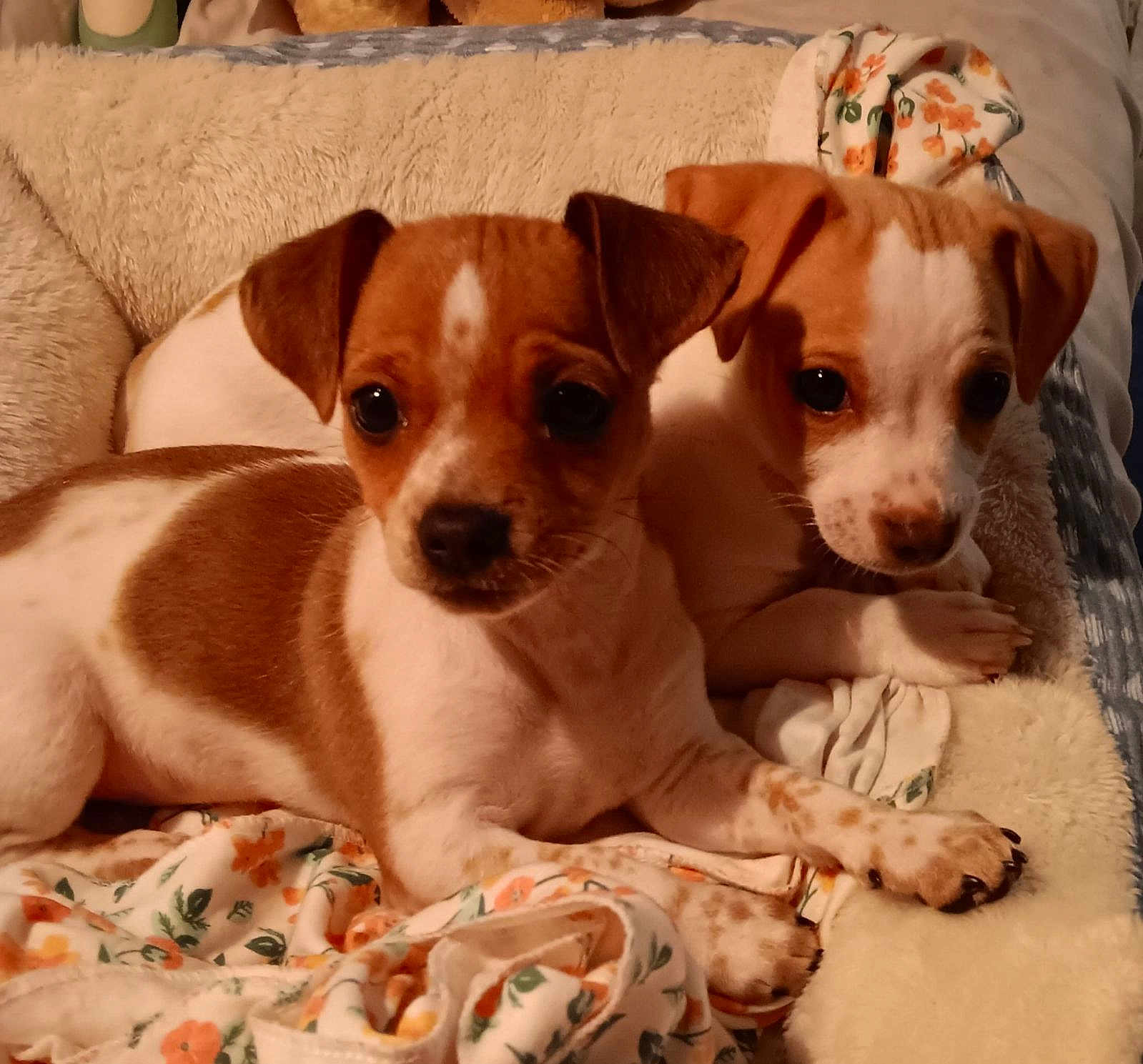 Dora Dottie joined the competition — help win amazing prizes! animal, blanket, brown_and_white, close_up, companion, cozy, cute, cute_pets, dog, domestic, floral_pattern, fur, indoors, laying_down, pet, puppy, snuggle, soft, two_dogs, young